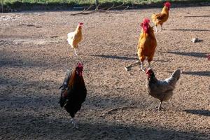 vrije uitloop hanen en kippen Aan een boerderij foto