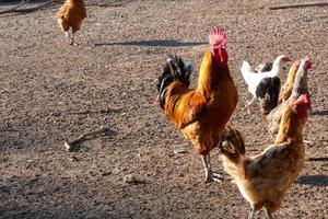 vrije uitloop hanen en kippen Aan een boerderij foto