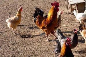 vrije uitloop hanen en kippen Aan een boerderij foto