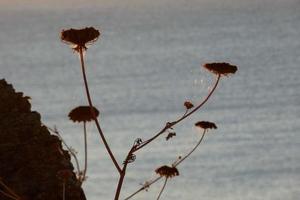 droog bloemen Aan de Catalaans middellandse Zee kust, Spanje foto