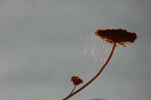 droog bloemen Aan de Catalaans middellandse Zee kust, Spanje foto