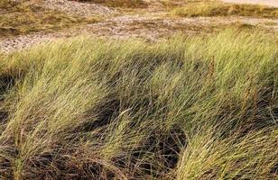 close-up oppervlak van groen gras op een weide op een zonnige zomerdag. foto