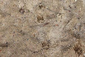 gedetailleerd dichtbij omhoog visie Aan een bruin zand grond structuur foto