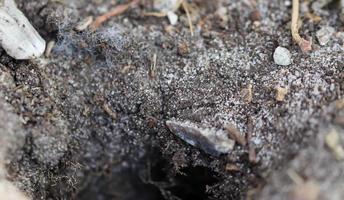 gedetailleerd dichtbij omhoog visie Aan een bruin zand grond structuur foto