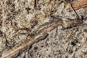 gedetailleerd dichtbij omhoog visie Aan een bruin zand grond structuur foto