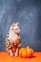 een volwassen sphynx kat zit Aan een oranje houten achtergrond met een pompoen. kat Aan halloween. foto