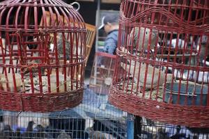 de vogel kooi is gemaakt van bamboe naar maken het aantrekkelijk in de verf. foto