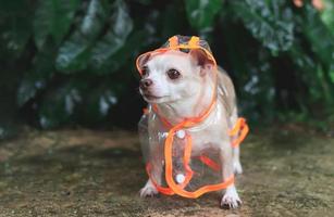 bruin kort haar- chihuahua hond vervelend regen jas kap staand Aan cement verdieping in de tuin, op zoek omhoog zijwaarts. foto