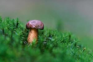 boletus in mos foto