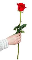hand- houdt een bloem - rood roos geïsoleerd foto