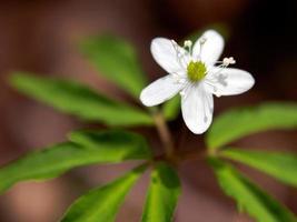 dichtbij omhoog van klein wit bloem foto