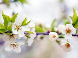 veel wit bloesems Aan een Afdeling foto