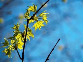 jong esdoorn- bladeren met blauw achtergrond foto