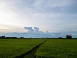 de vers rijstveld veld- met de wolken lucht in de avond. foto