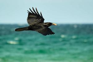 Amerikaans kraai in vlucht over- de kustlijn van de atlantic oceaan met voedsel in bek foto