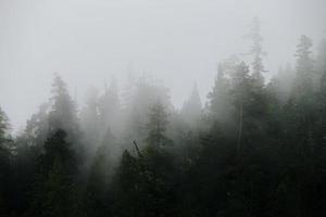 boom natuur landschap met mist in sequoia nationaal park, Californië foto