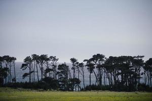 natuurlijk palm boom en oceaan achtergrond foto