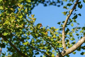 takken van de ginko boom tegen de blauw lucht foto