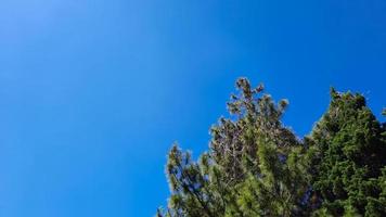 blauw lucht portret achtergrond met pijnboom bomen in Bandung stad Indonesië foto