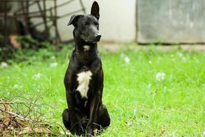 zwart hond zittend in de gras foto