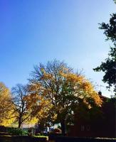 herfst bomen in de park pro foto