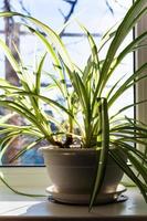 chlorophytum kamerplant in pot Aan de vensterbank foto