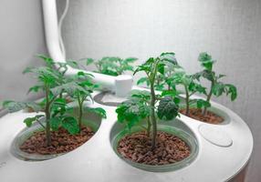 groeit tomaten binnenshuis. aeroponic fabriek voor groeit planten. tomaten binnenshuis.