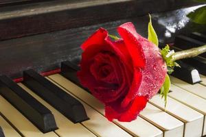 rood roos Aan de top van groots piano sleutels. dichtbij omhoog foto