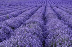 spannend landschap van bloeiend lavendel rijen Leuk vinden tapijt foto