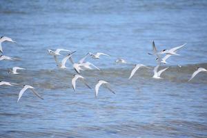 leidingen plevieren in vlucht over- de oceaan foto