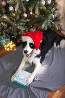 grappig schattig puppy hond grens collie vervelend Kerstmis kostuum rood de kerstman claus hoed met geschenk doos aan het liegen naar beneden in de buurt Kerstmis boom Bij huis binnen. voorbereiding voor vakantie. gelukkig vrolijk Kerstmis concept. foto