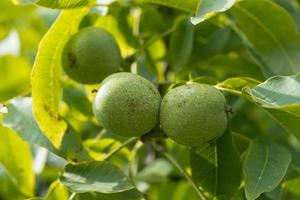 fruit van een okkernoot boom juglans regia foto