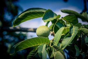 fruit van een okkernoot boom juglans regia foto