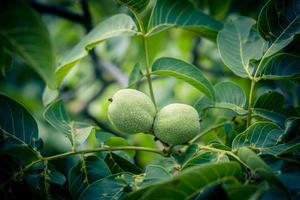 fruit van een okkernoot boom juglans regia foto