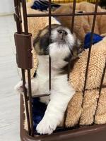 puppy slapen in een kooi. hond in kooi. gelukkig en ontspannen foto