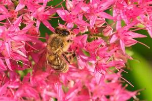 honing bij tussen de roze bloemen foto