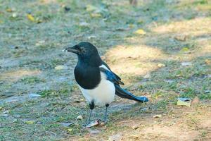 zwart gefactureerd ekster in de schaduw Aan een koel Wyoming middag foto