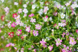 mooi babysbreath gypsophila bloemen Aan groen weide met water druppels foto