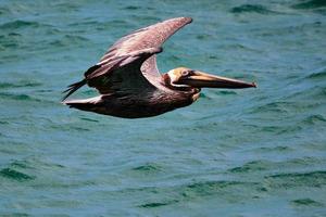 bruin pelikaan in vlucht over- de atlantic oceaan in pompano strand Florida foto