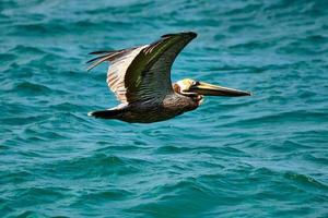 bruin pelikaan in vlucht over- de atlantic oceaan foto