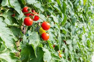 vers rijp rood tomaten fabriek groei in biologisch tuin klaar naar oogst foto