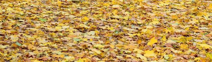 een groot aantal van gedaald en vergeeld herfst bladeren Aan de grond. herfst achtergrond structuur foto