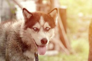 arctisch malamute met blauw ogen uiteinde van een loop portret dichtbij omhoog. deze is een redelijk groot hond inheems type foto