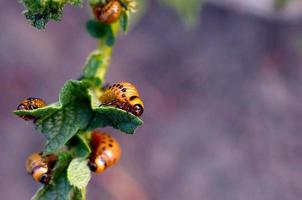 Colorado aardappel kever larven eten blad van jong aardappel foto