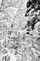 detailopname pijnboom Woud monochroom vallei droomlandschap hallstatt winter sneeuw berg landschap Leidt naar de oud zout de mijne van hallstatt, Oostenrijk foto