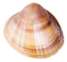 schelp van clam weekdier dichtbij omhoog geïsoleerd Aan wit foto