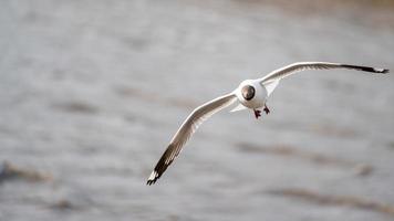 zeemeeuw vliegen, over- de oceaan. foto