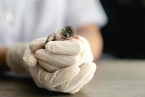 dichtbij omhoog van dierenartsen handen in chirurgisch handschoenen Holding klein vogel, na aangevallen en gewond door een kat. foto