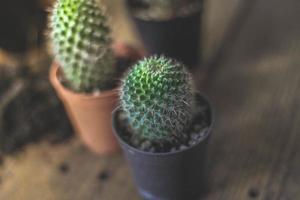 klein cactus is geplant in een klein pot waar de avond zon schijnt door haar rug. foto