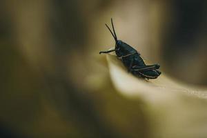 ondiepe focus fotografie van zwarte cricket foto